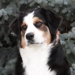 Duchess - Australian Shepherd