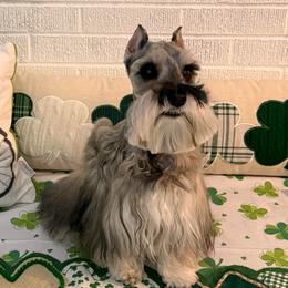 Kashmir - Miniature Schnauzer