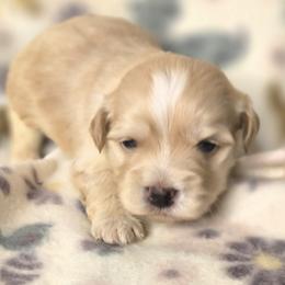 Gunner - Cream male Havanese puppy in Trinity, Alabama from Tooties Cuties Havanese