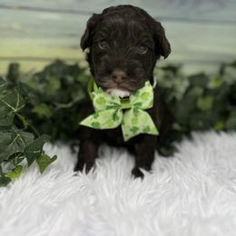 Australian Labradoodle Puppies from Sweet Summer Dream ALD