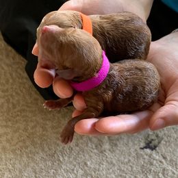 Poodle Puppies from 3C Poodles