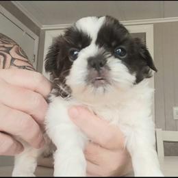 Olaf - Blue and white male Shih Tzu puppy in Brodnax, Virginia from K.B's