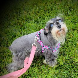 Shoshone  - Miniature Schnauzer