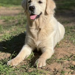 Callie - Golden Retriever