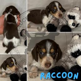 Raccoon - Piebald male Dachshund puppy in Fond Du Lac, Wisconsin from Clucking Homestead Springers & Dachshunds