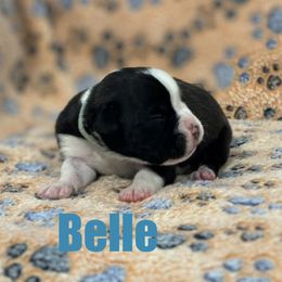 Boxer Puppies from Tommaso AKC Boxers