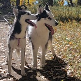 Siberian Huskies from Eugene's Siberian Huskies