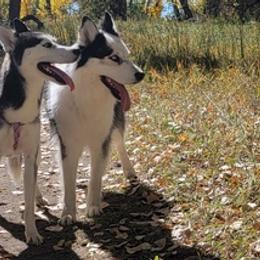 Siberian Huskies from Eugene's Siberian Huskies