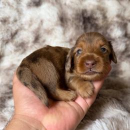 Bloom (Financing Available) - Chocolate and tan female Dachshund puppy in Inverness, Florida from Canaan Farm Corgis