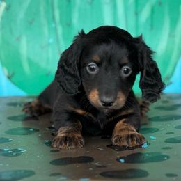 Sadie - Brindle female Dachshund puppy in Hawley, Texas from Foxy’s Dachshunds & Toy Aussies