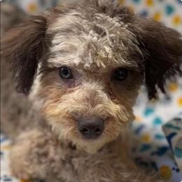 Maja - Merle male Maltipoo puppy in Lebanon, Kentucky from Mosaic Merle Doodles