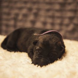 German Shepherd and Miniature American Shepherd Puppies from Sonnenhügel Shepherds