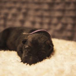 German Shepherd and Miniature American Shepherd Puppies from Sonnenhügel Shepherds