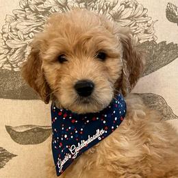 Biscuit - Cream male Goldendoodle puppy in The Woodlands, Texas from Gracie's Goldendoodles and Bernedoodles