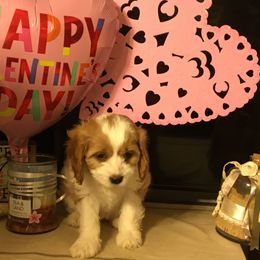 Cavalier King Charles Spaniel, Cavapoo, Maltipoo, and Poodle Puppies from Lainy's Puppies