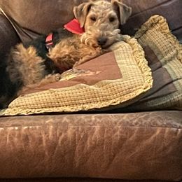 Welsh Terrier Puppies from Gryphon Roc Kennels