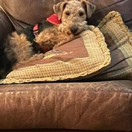 Welsh Terrier Puppies from Gryphon Roc Kennels