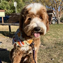 Lee - Goldendoodle
