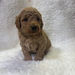 Poppy - Apricot female Goldendoodle puppy in Wever, Iowa from JK Royal Lines