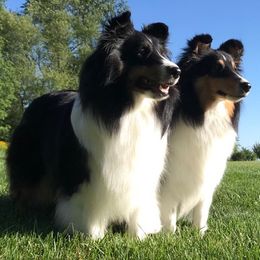 Shetland Sheepdogs from Somerlake Shetland Sheepdogs