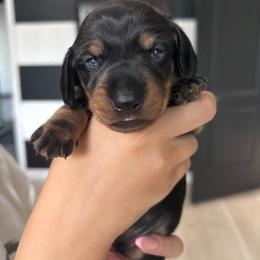 Charlie - Black and tan male Dachshund puppy in Tomball, Texas from Gutierrez House of Doxies