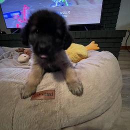 Dilute Retriever, French Bulldog, Labrador Retriever, and Leonberger Puppies from QVR Labradors and Leonbergers