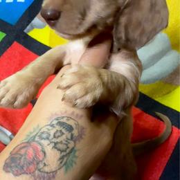 Butterscotch - Red female Dachshund puppy in Magnolia, Texas from Hillyard Ranch