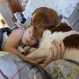 Brittany and Dachshund Puppies from Township Line Dachshunds & Brittanys