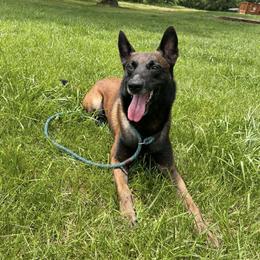 Belgian Malinois All Grown Up from Chaland