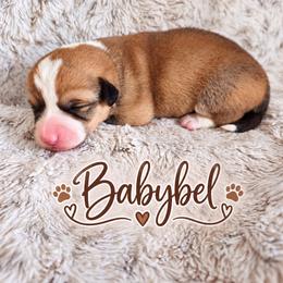 Babybel - Sable and white female American Corgi puppy in Oak Harbor, Washington from Blackberry Hill Corgis