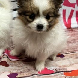 Papillon Puppies from Papillons in New Mexico