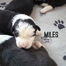 Miles - Black and white male Border Collie puppy in Lakeview, Michigan from Haven Creek Farm