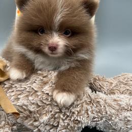 Brookie - Chocolate male Pomeranian puppy in Brentwood, California from Royalpawpoms