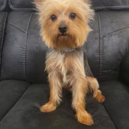 Remi - Yorkshire Terrier