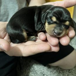 Dachshund Puppies from Dachshund Family Love Breeders