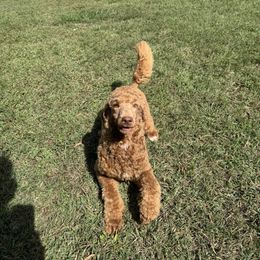 Linnet (lt green collar) - Red  female Poodle puppy in Greensboro, North Carolina from Joyful Poodles