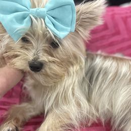 Cinnamon - Gold Yorkshire Terrier puppy in Oro Valley, Arizona from Sugar & Spice Yorkies