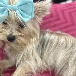 Cinnamon - Gold Yorkshire Terrier puppy in Oro Valley, Arizona from Sugar & Spice Yorkies