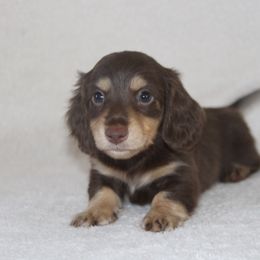 Dachshund Puppies from Rustic Bark Page's Dachshunds