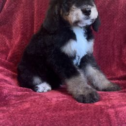 Bernedoodle Puppies from High Peaks Bernedoodles