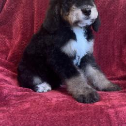 Bernedoodle Puppies from High Peaks Bernedoodles