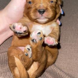 Boy 2 - Ruby male Cavalier King Charles Spaniel puppy in Siloam Springs, Arkansas from Queen Cavaliers
