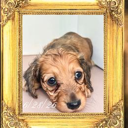 Queen Mary - Cream female Dachshund puppy in Splendora, Texas from Ram’s Kennels
