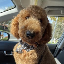 Teddy - Goldendoodle