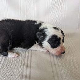 Border Collie Puppies from Sarah M Kwilinski