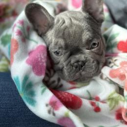 French Bulldog Puppies from Ritchie’s Frenchies