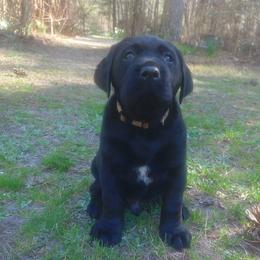 Sausage (Brown Collar) - Black male Labrador Retriever puppy in Prince George, Virginia from Kingdom Kenelz Labradors