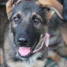 German Shepherd Puppies from Griffin's Mountain Kennel
