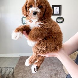 Cavapoo Puppies from Wonderful World Doodles
