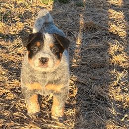 Blue Collar - Blue speckled male Australian Cattle Dog puppy in Nevada, Missouri from Back Road Dog Company, LLC